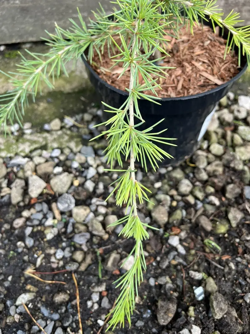 Deodar Cedar 'Aurea' 80/100cm (5L) - Image 6
