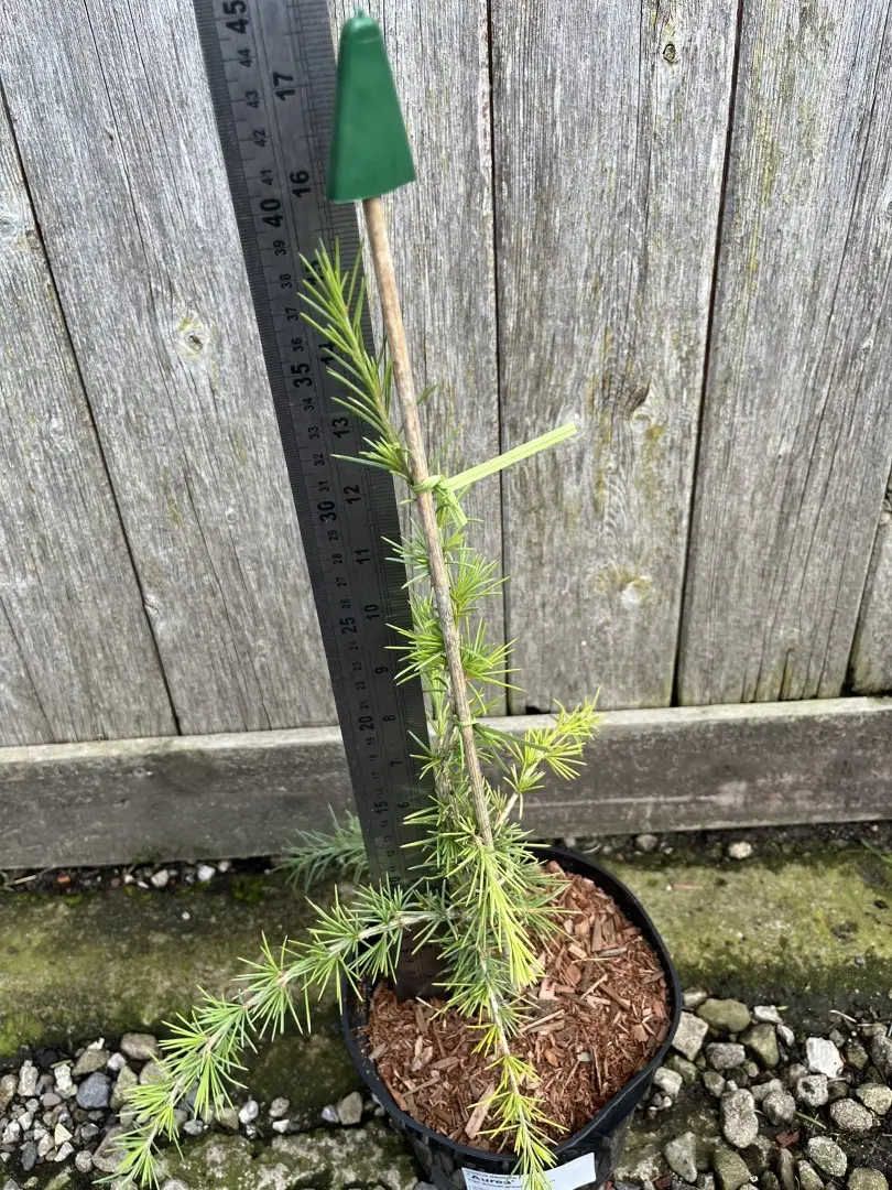 Deodar Cedar 'Aurea' 60/80cm (2L) - Image 9