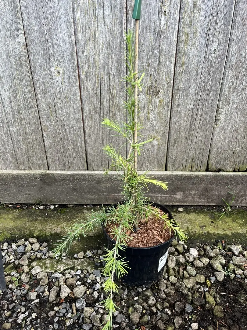 Deodar Cedar 'Aurea' 60/80cm (2L) - Image 8
