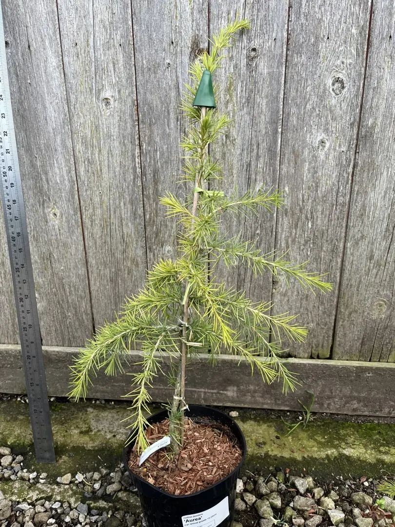 Deodar Cedar 'Aurea' 60/80cm (2L) - Image 15