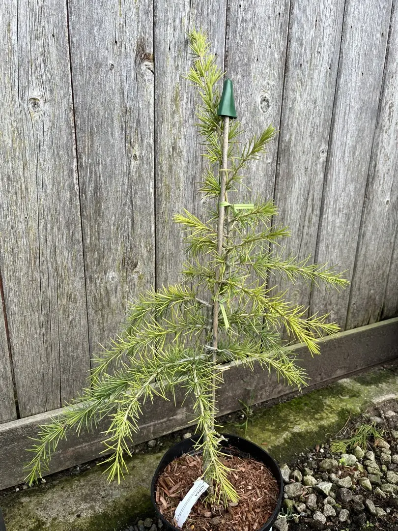 Deodar Cedar 'Aurea' 60/80cm (2L) - Image 14