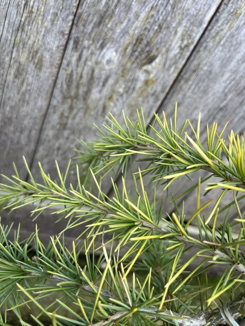 Deodar Cedar 'Aurea' 60/80cm (2L) - Image 13