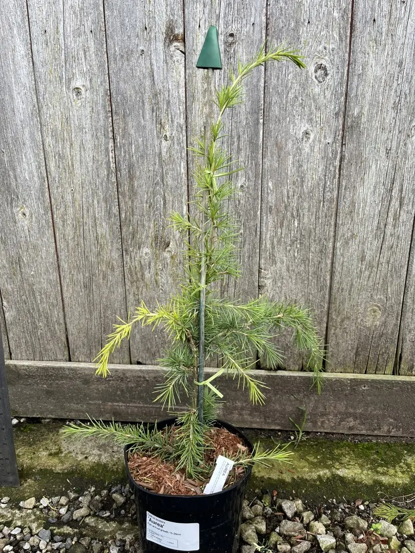 Deodar Cedar 'Aurea' 60/80cm (2L) - Image 12