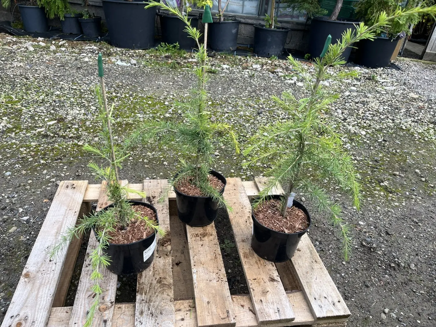 Deodar Cedar 'Aurea' 60/80cm (2L) - Image 10