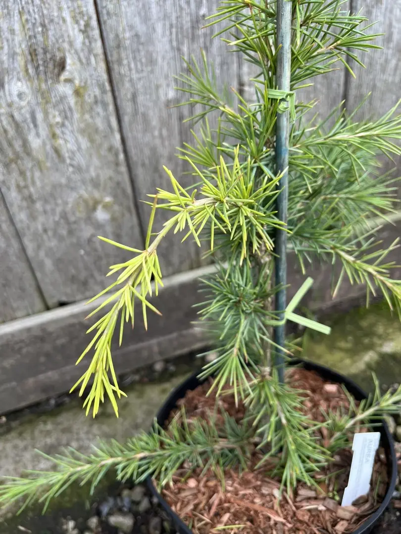 Deodar Cedar 'Aurea' 60/80cm (2L) - Image 11
