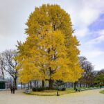 Ginkgo biloba
