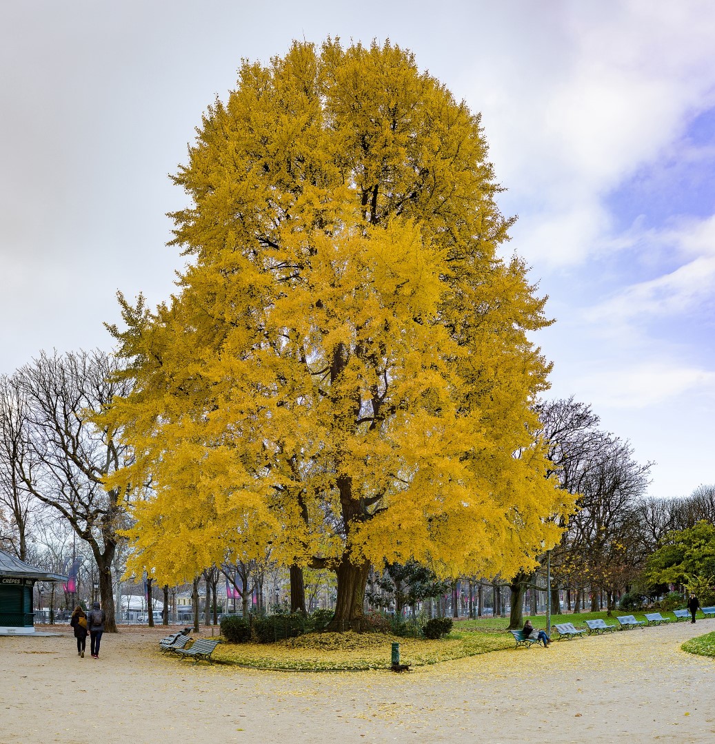 Maidenhair Tree 60/80cm (2L) - Image 7