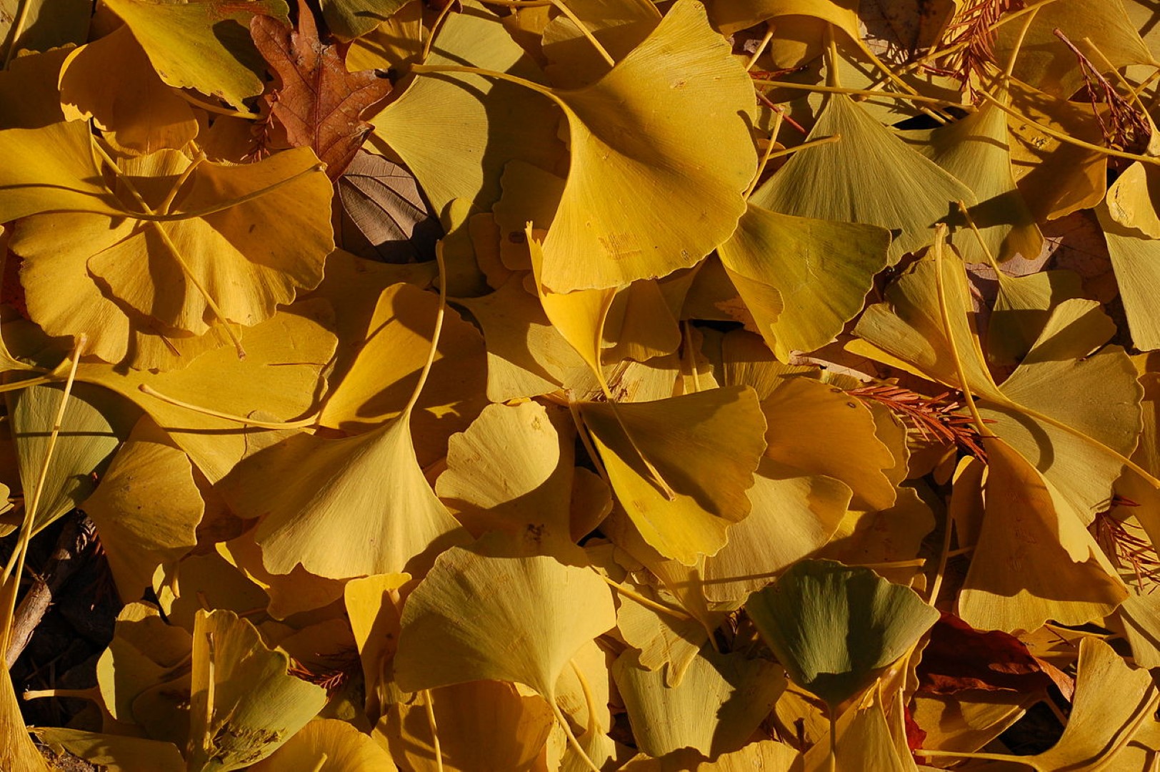 Maidenhair Tree 60/80cm (2L) - Image 6
