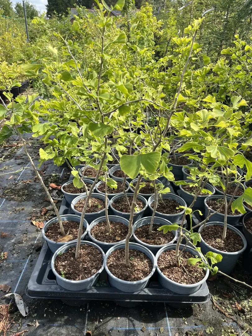 Maidenhair Tree 100/120cm (3L) - Image 4
