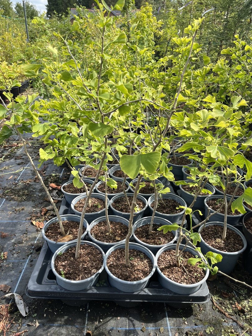 Maidenhair Tree 60/80cm (2L) - Image 2