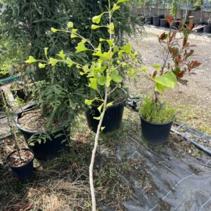 Ginkgo biloba - Maidenhair Tree 4060cm (2L)