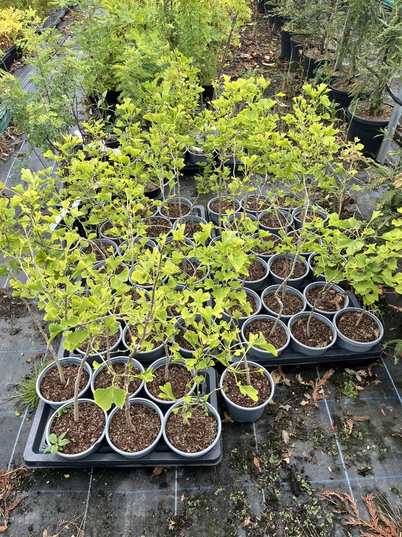 Ginkgo biloba - Maidenhair Tree 4060cm (2L)