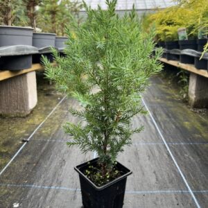 Juniperus chinensis - Chinese juniper 'Pyramidalis'