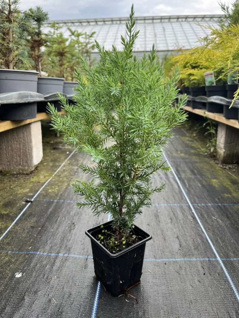 Juniperus chinensis - Chinese juniper 'Pyramidalis'