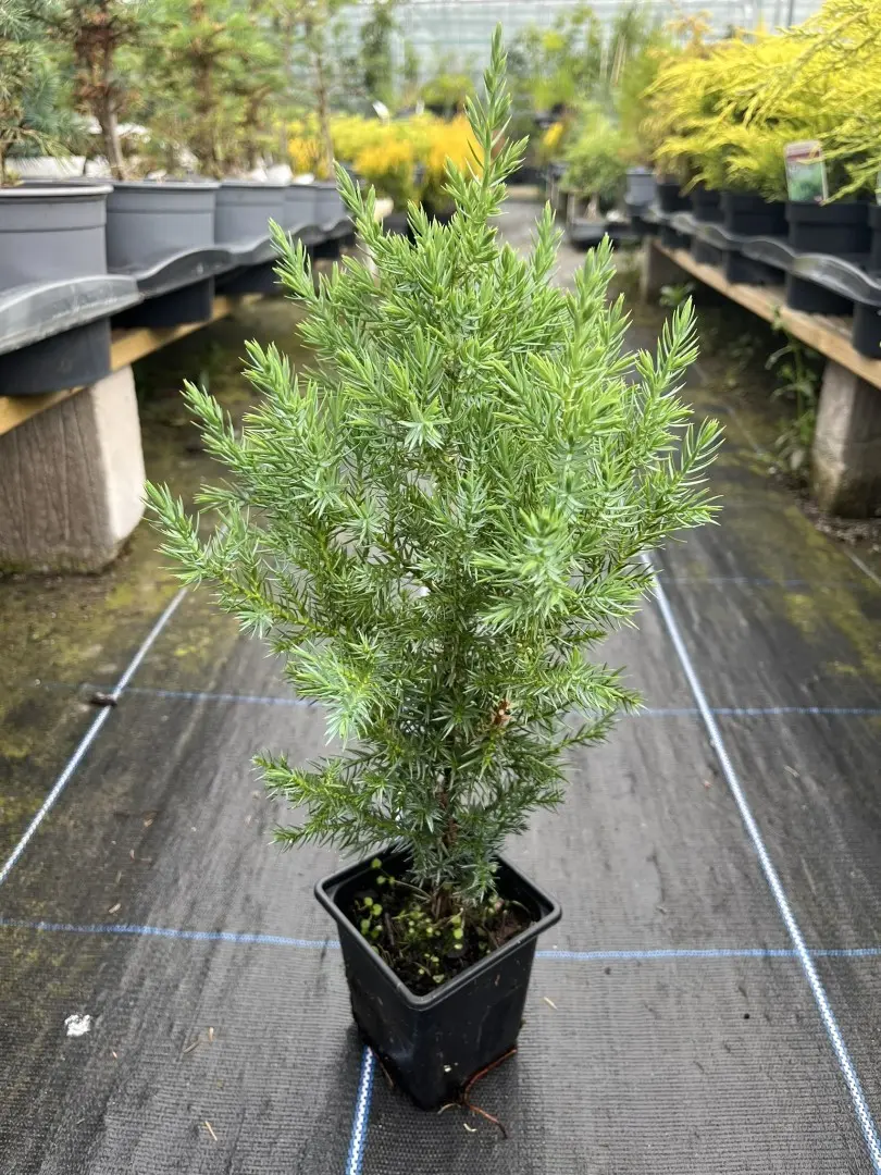 Juniperus chinensis - Chinese juniper 'Pyramidalis'