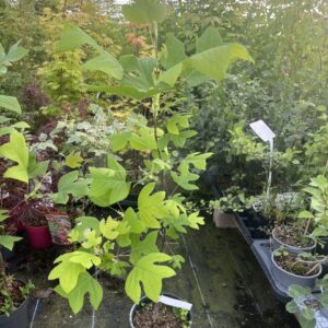 Liriodendron tulipifera - Tulip Tree 80100cm (5L)