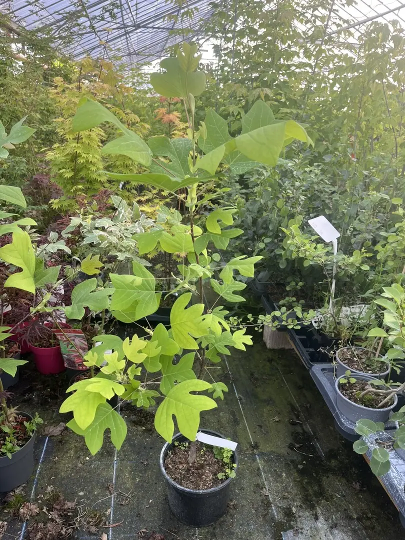 Liriodendron tulipifera - Tulip Tree 80100cm (5L)