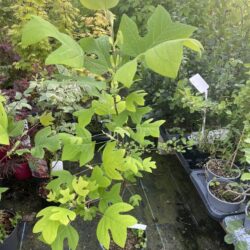 Liriodendron tulipifera - Tulip Tree 80100cm (5L)