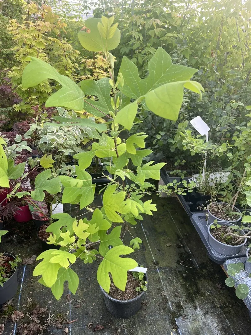 Liriodendron tulipifera - Tulip Tree 80100cm (5L)