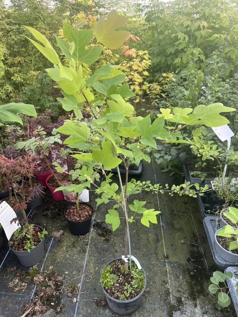 Liriodendron tulipifera - Tulip Tree 80100cm (5L)