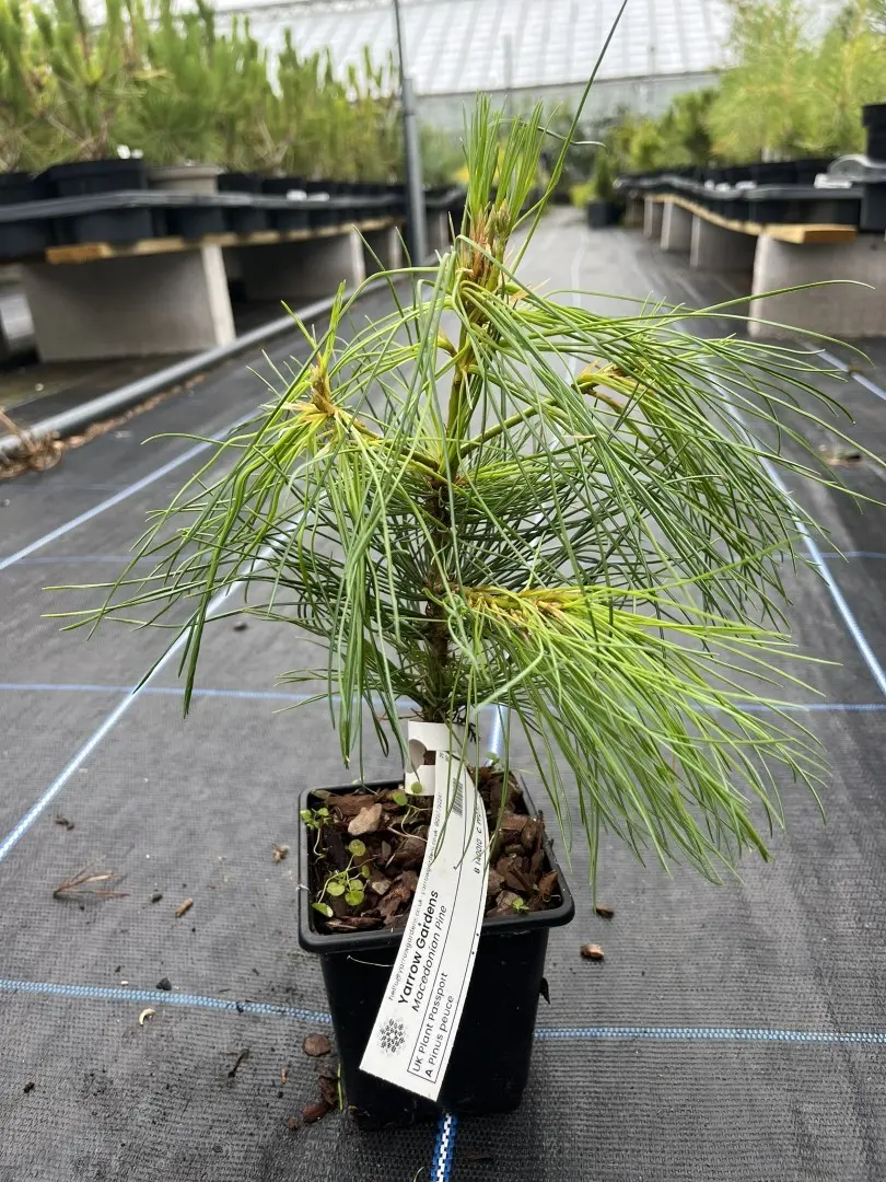 Pinus peuce- Macedonian Pine 10/20cm (P9)