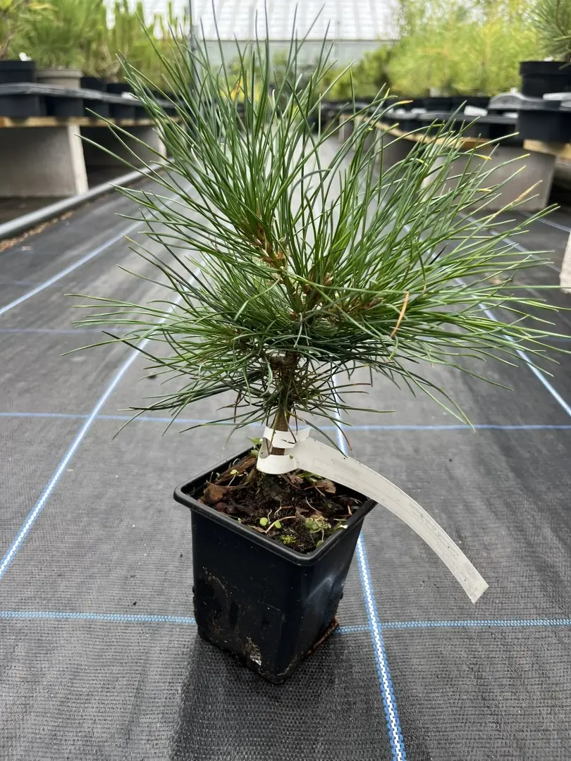 Pinus peuce- Macedonian Pine 10/20cm (P9)