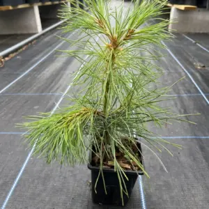 Pinus peuce- Macedonian Pine 10/20cm (P9)
