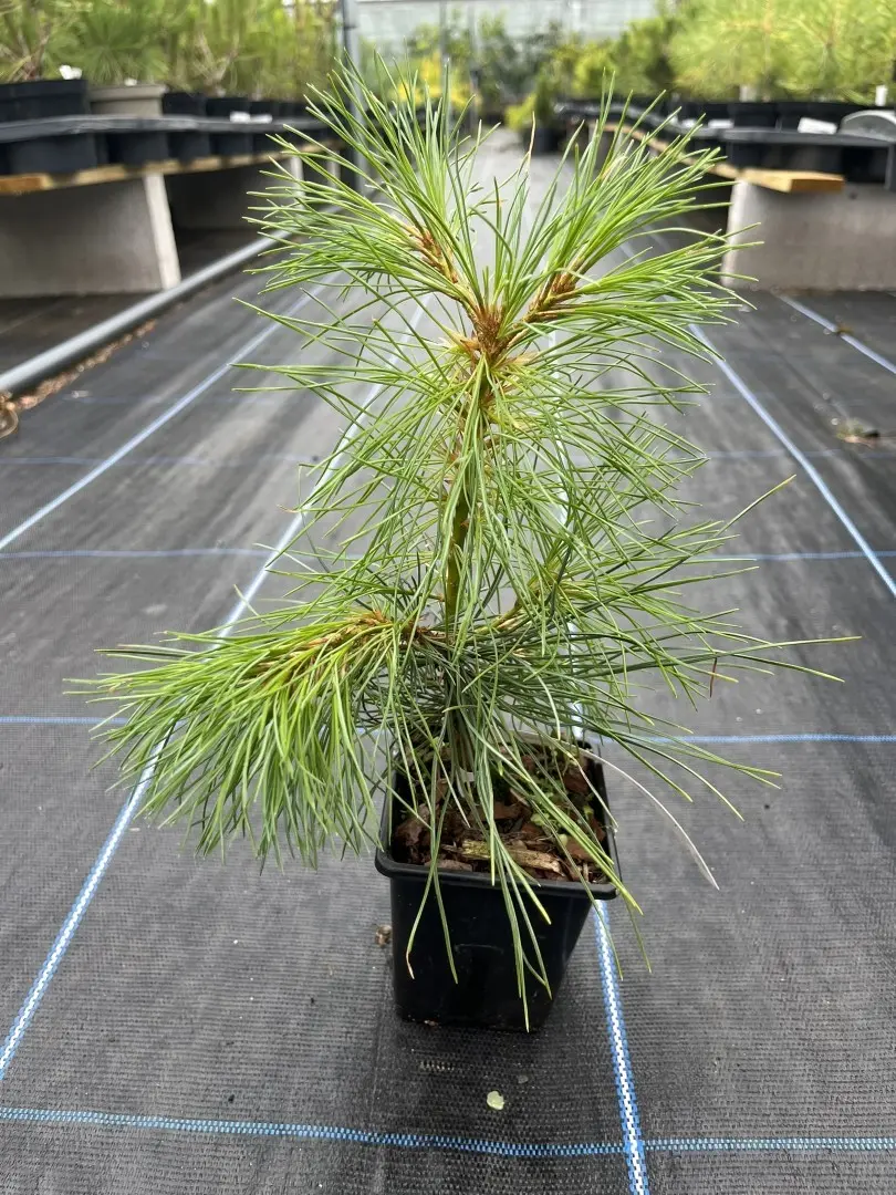 Pinus peuce- Macedonian Pine 10/20cm (P9)