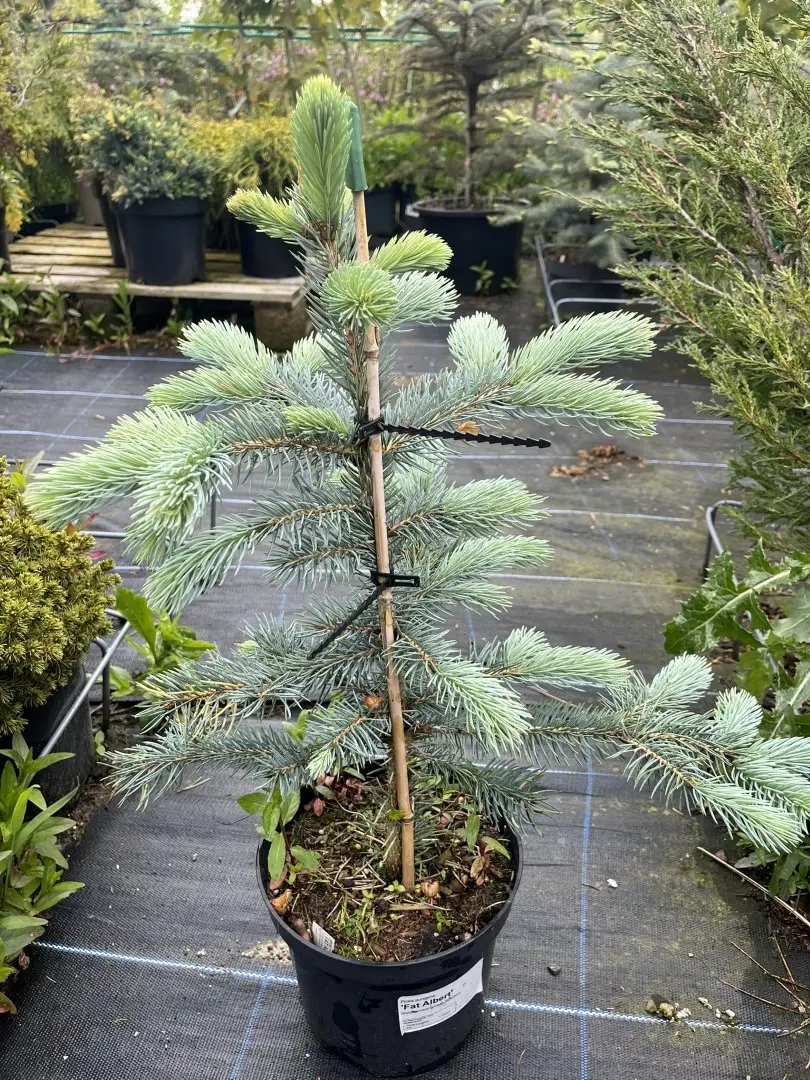 Picea pungens - Blue Colorado Spruce 'Fat Albert'