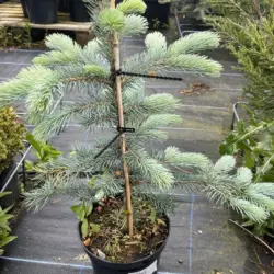 Picea pungens - Blue Colorado Spruce 'Fat Albert'
