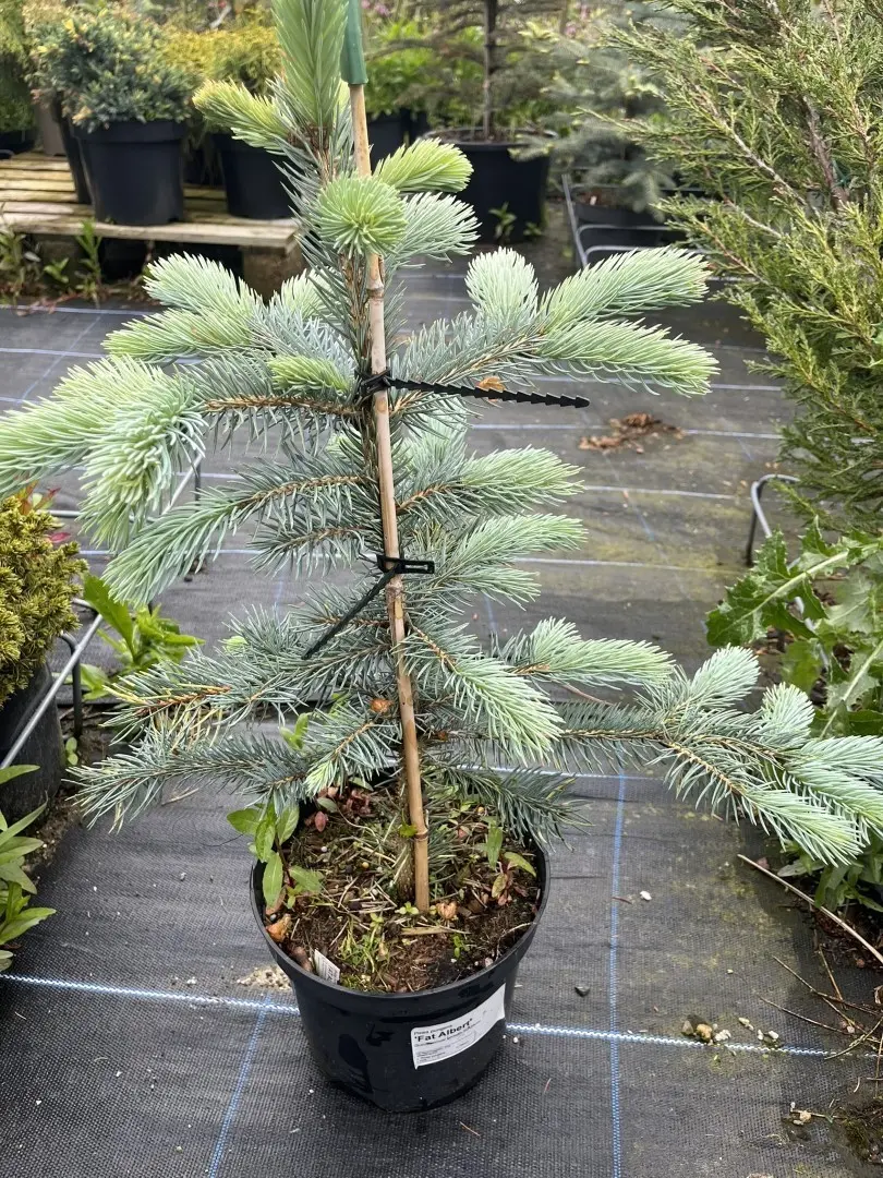 Picea pungens - Blue Colorado Spruce 'Fat Albert'