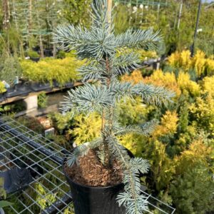 Picea pungens - Blue Colorado Spruce 'Fat Albert' 40/60cm (2L)