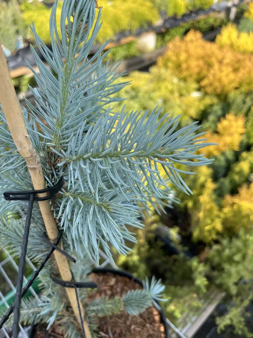 Picea pungens - Blue Colorado Spruce 'Fat Albert' 40/60cm (2L)
