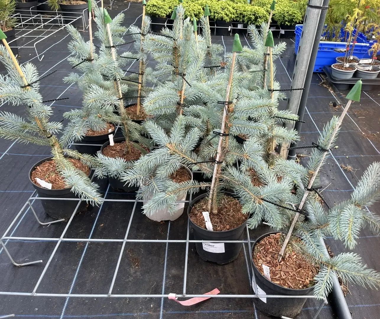 Picea pungens - Blue Colorado Spruce 'Fat Albert' 40/60cm (2L)L)
