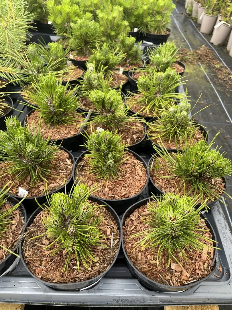 Pinus leucodermis 'Schmidtii' - Bosnian pine