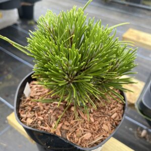 Pinus leucodermis 'Schmidtii' - Bosnian pine