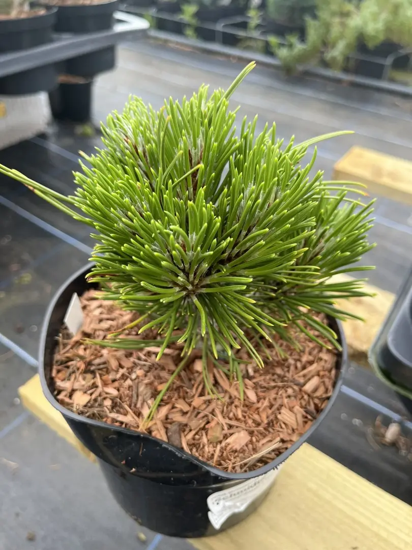 Pinus leucodermis 'Schmidtii' - Bosnian pine