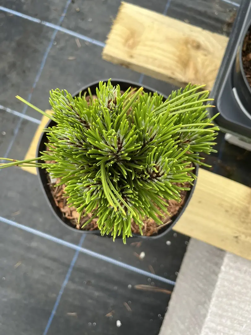 Pinus leucodermis 'Schmidtii' - Bosnian pine