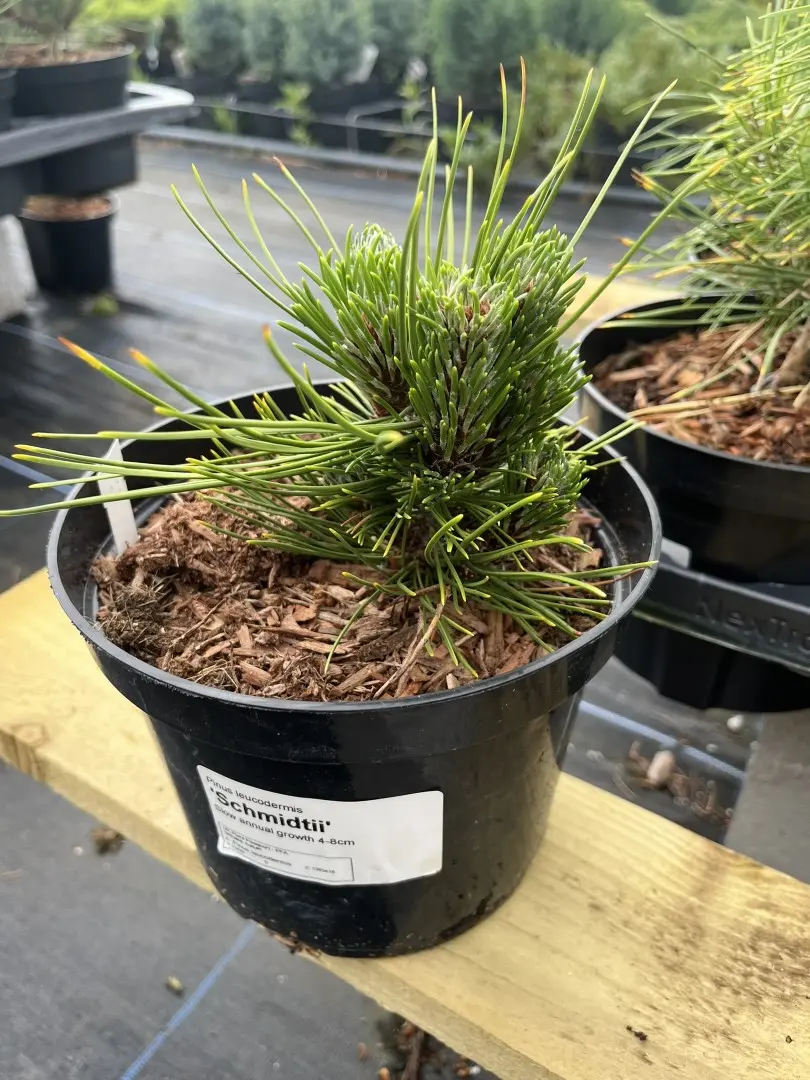 Pinus leucodermis 'Schmidtii' - Bosnian pine