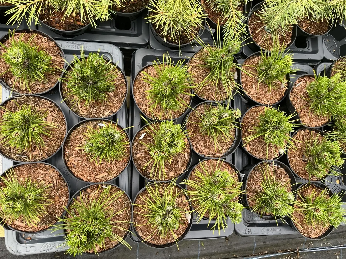 Pinus leucodermis 'Schmidtii' - Bosnian pine