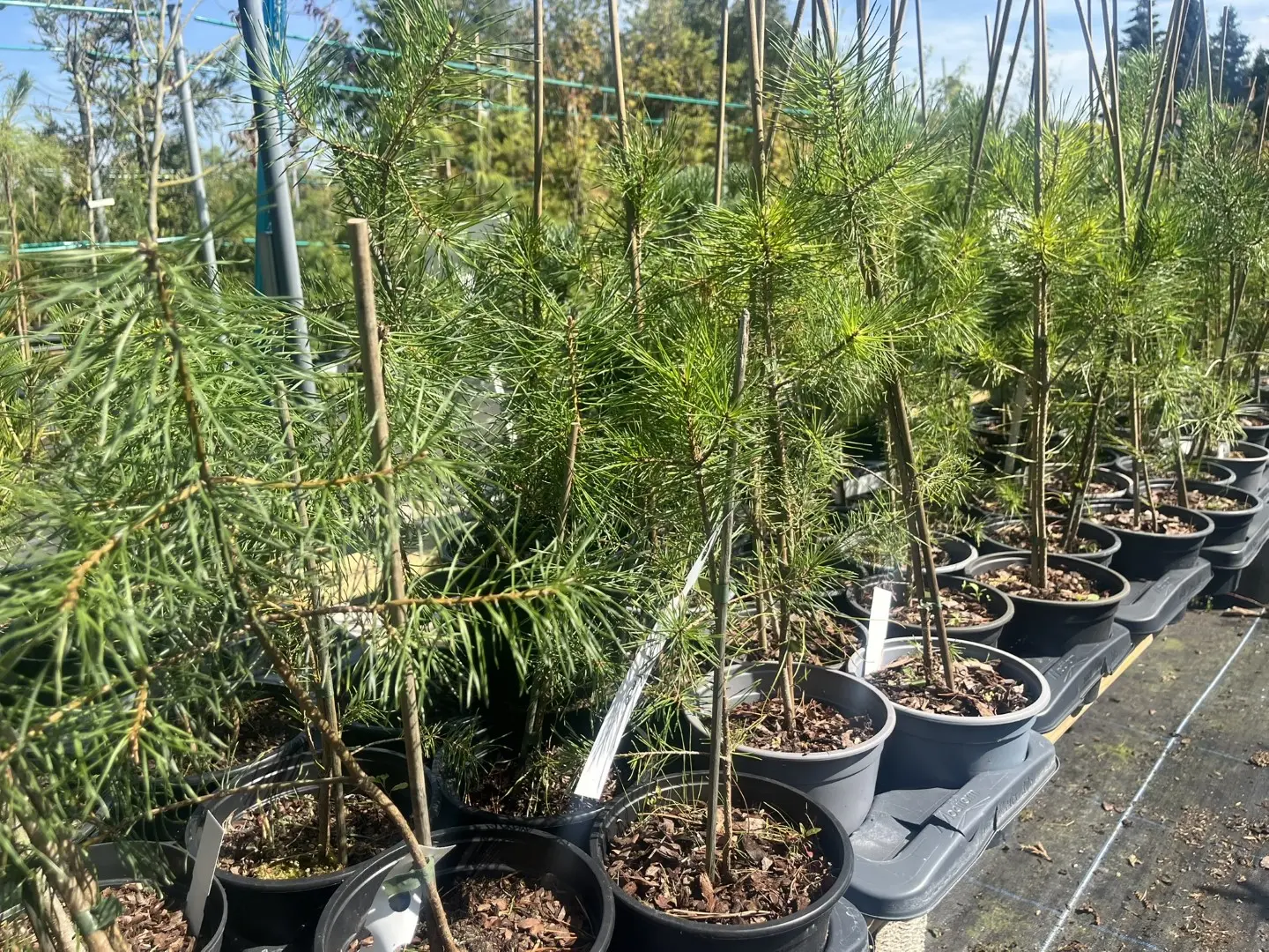 Pinus sylvestris - Scots Pine