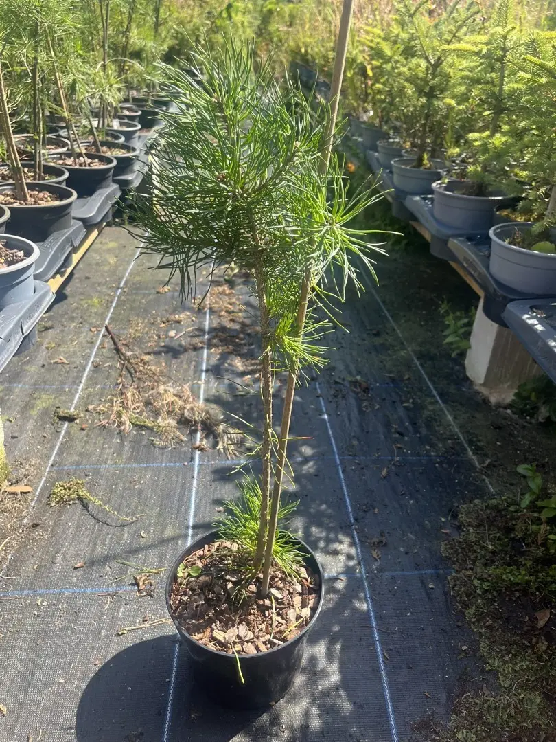 Pinus sylvestris - Scots Pine