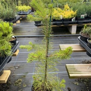 Pinus sylvestris - Scots Pine 40/60cm (2L)