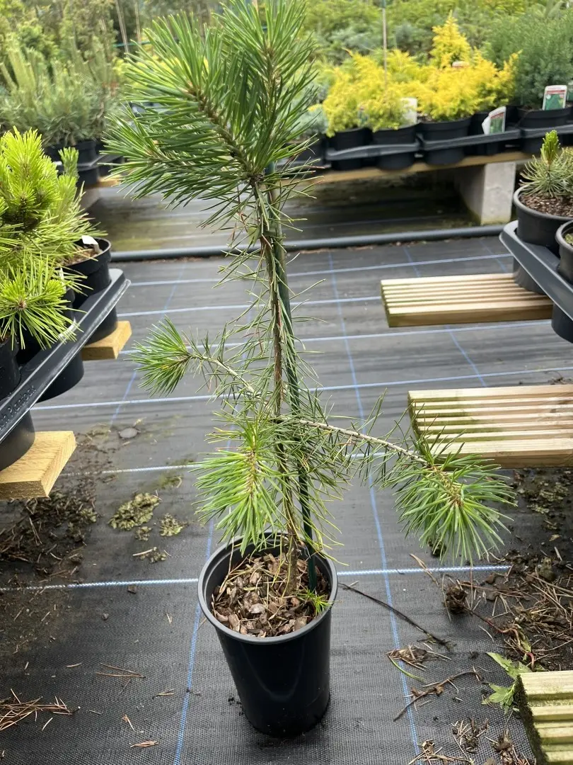 Pinus sylvestris - Scots Pine 40/60cm (2L)