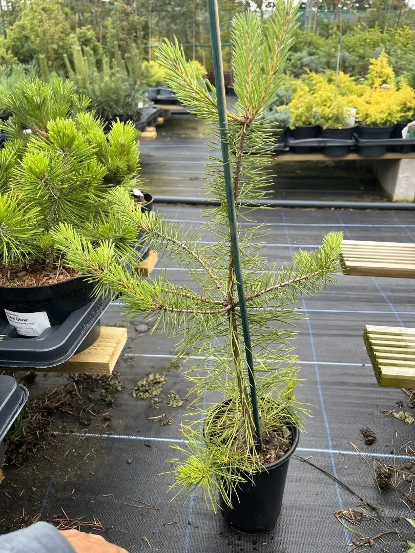Pinus sylvestris - Scots Pine 40/60cm (2L)