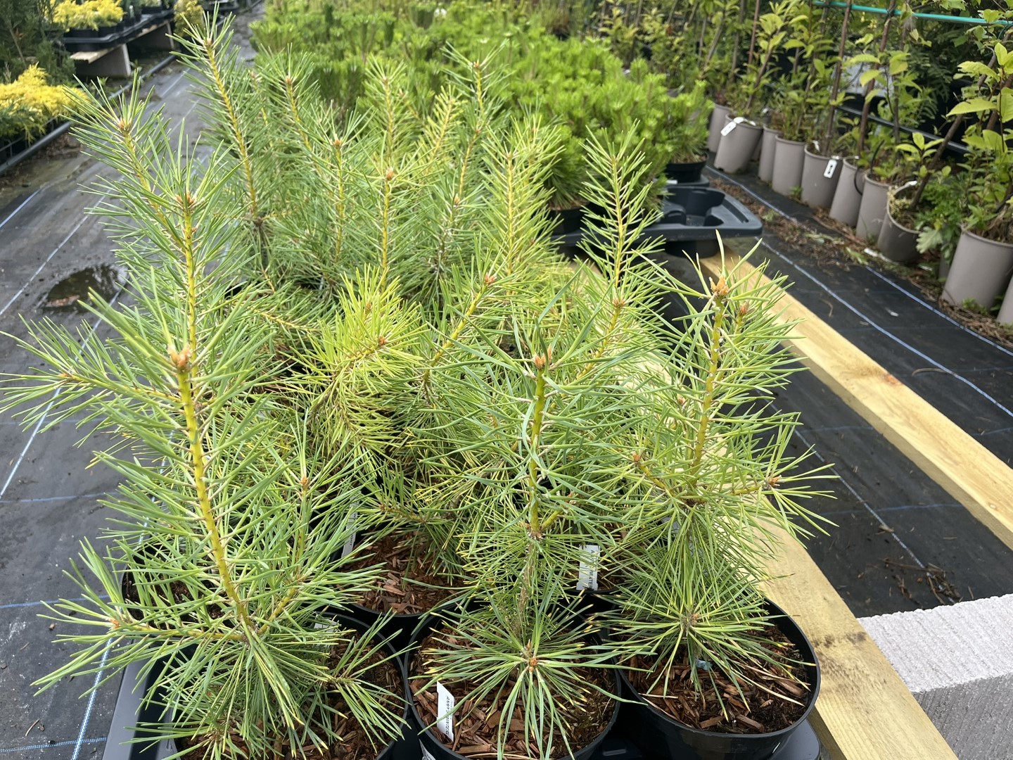 Pinus sylvestris - Scots Pine 'Anny's Winterlight' 20/40cm (2L)