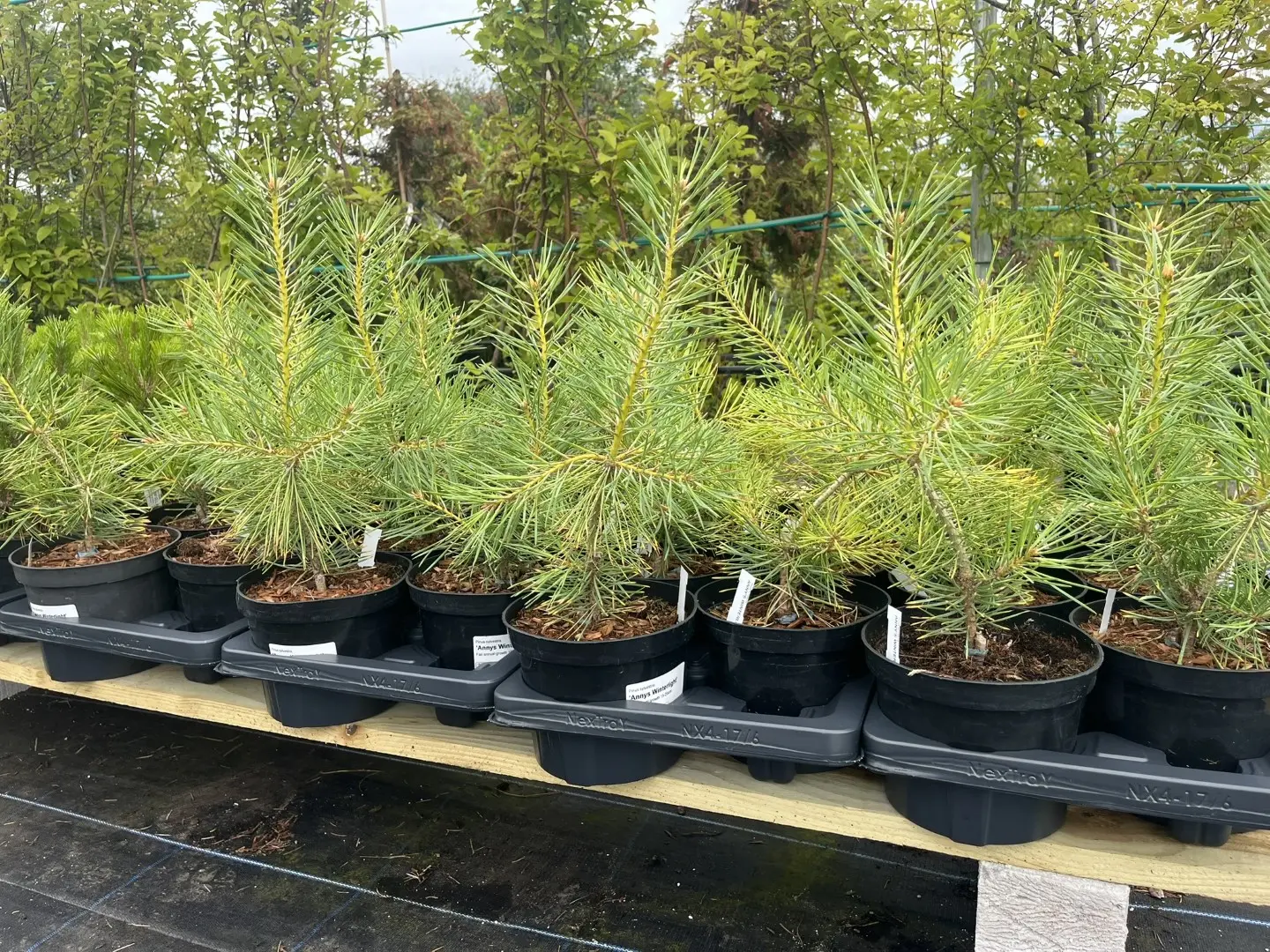 Pinus sylvestris  - Scots Pine 'Anny's Winterlight' 20/40cm (2L)