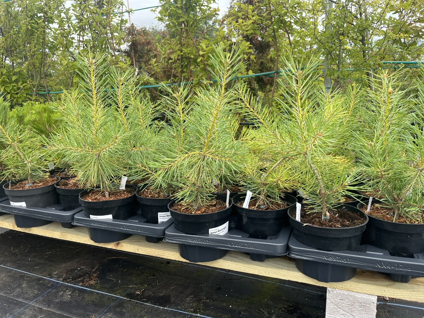 Pinus sylvestris - Scots Pine 'Anny's Winterlight' 20/40cm (2L)