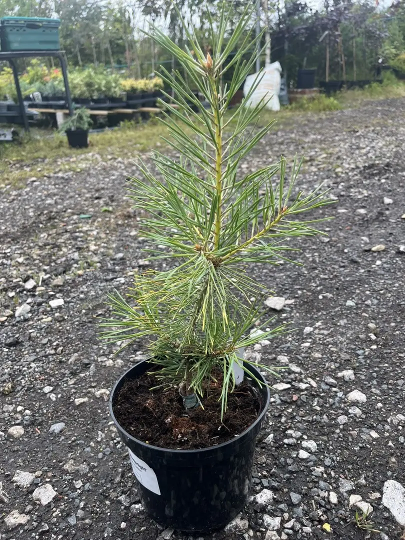 Pinus sylvestris  - Scots Pine 'Anny's Winterlight' 20/40cm (2L)