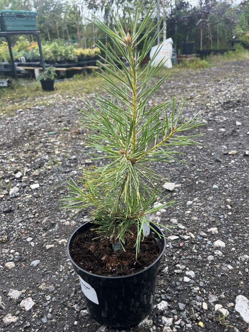 Pinus sylvestris - Scots Pine 'Anny's Winterlight' 20/40cm (2L)